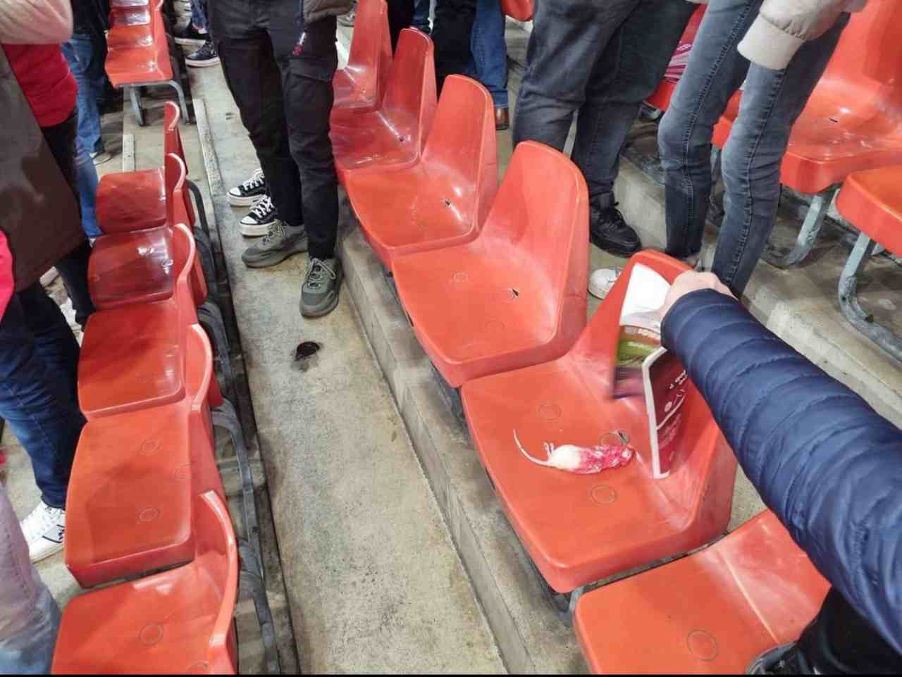 Topi nel settore dei tifosi di casa (foto Twitter @MSVFoot) - Calcionow